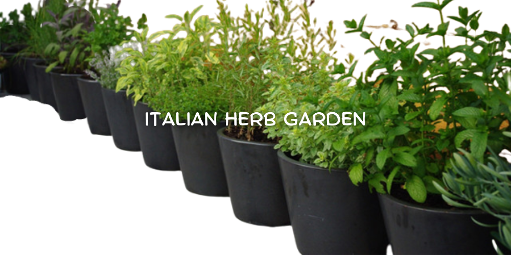 Italian Herb Garden – How to Get a Taste of Italy at Your Fingertips